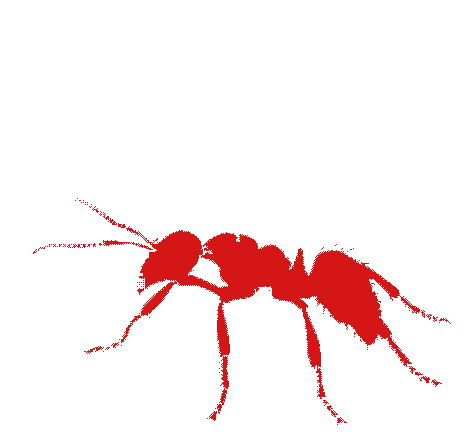 ant